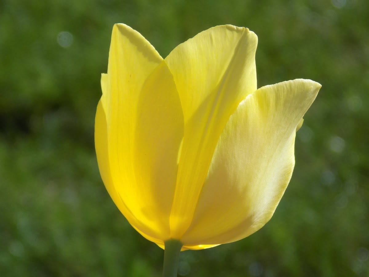 tulip