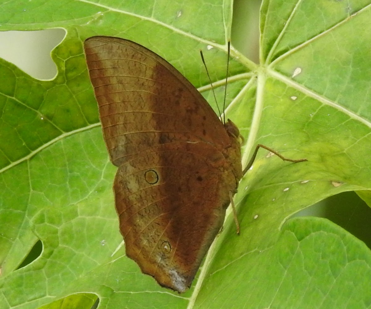 Common Duffer,male