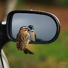Rufous-collared sparrow / Come Maíz