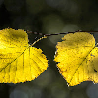 Foglie in Autunno di 