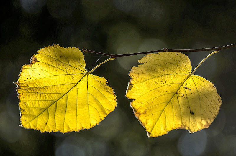 Foglie in Autunno di Gin-LM