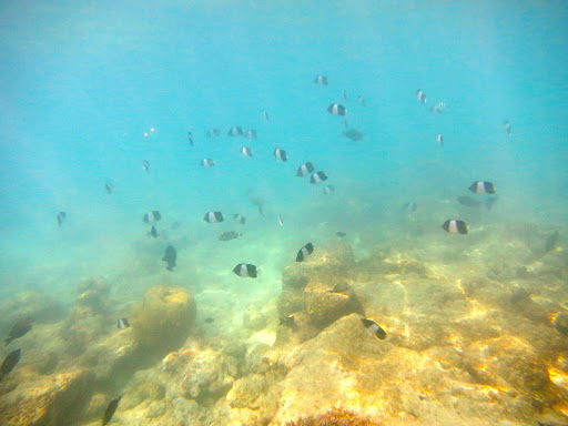 Underwater in The Maldives 2014