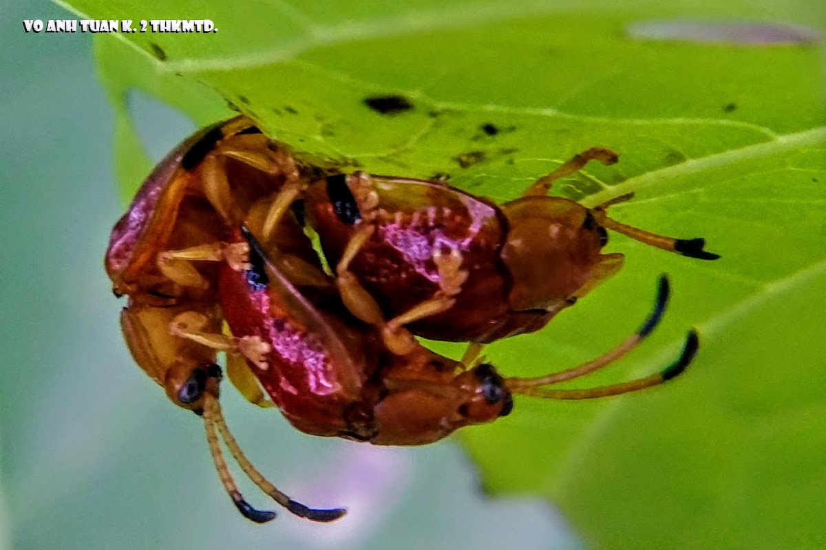 Bọ Rùa Lá Cách. Premna Tortoise beetle