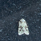 Laudable Arches Moth