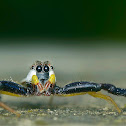 Jumping Spider