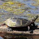 Eastern Painted Turtle