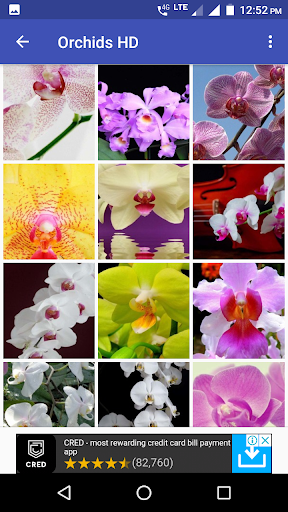 Orchid Flowers HD Wallpaper