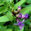 Bush vetch