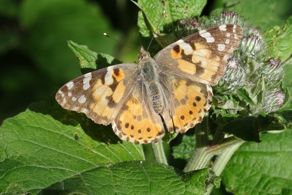 Painted Lady