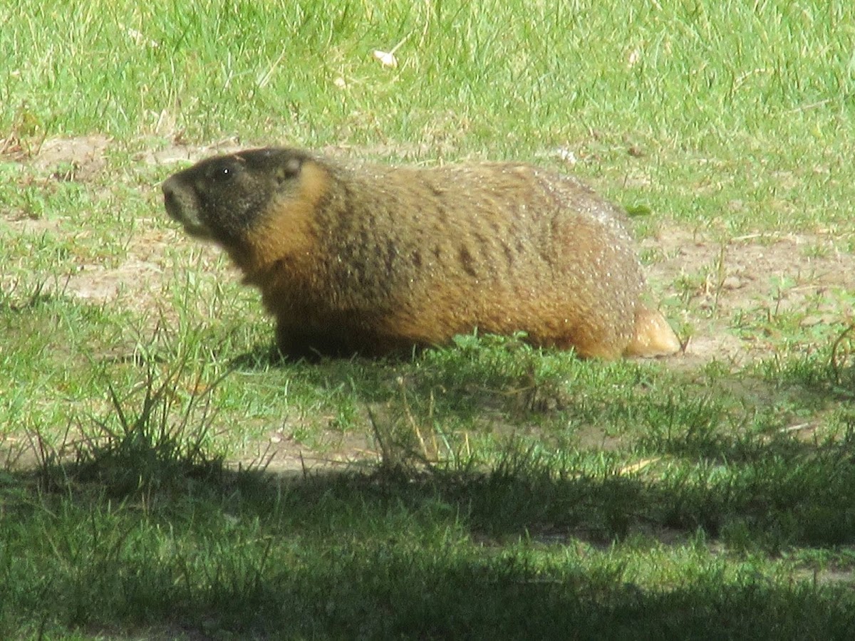 Yellow Bellied Marmot