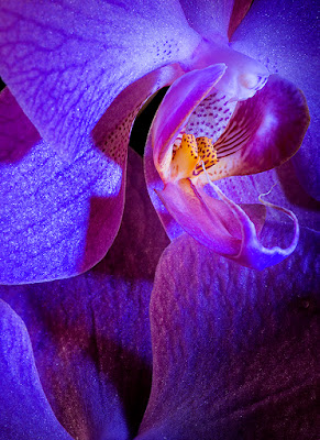 Orchidea selvaggia di ilciclonelatino