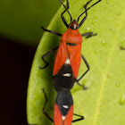 Cotton Stainer Bugs