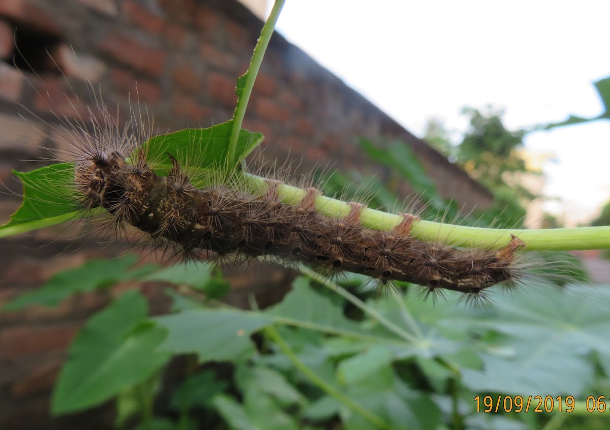 Lappet- moth Caterpillar