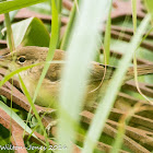 Reed Warbler