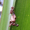 Wasp (on nest)