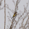 Goldfinch; Jílguero