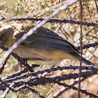 Chiffchaff