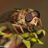 Horsefly