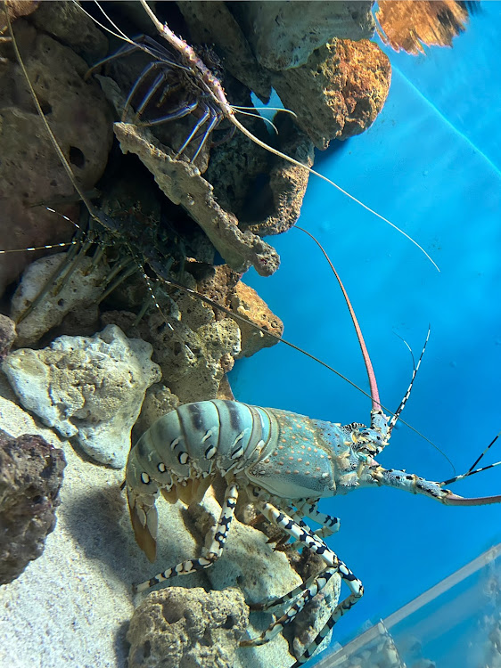 ランサーエボリューションのオフ会・鹿児島・マリンポート・スープラ・水族館に関するカスタム事例の投稿画像11枚目