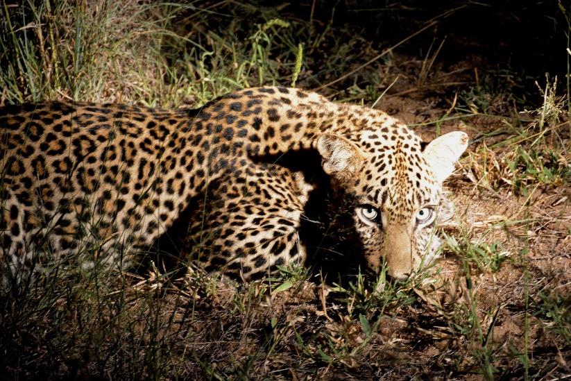 cheeta - singapore night safari