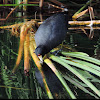 American Coot