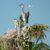 Great Blue Heron