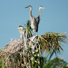 Great Blue Heron