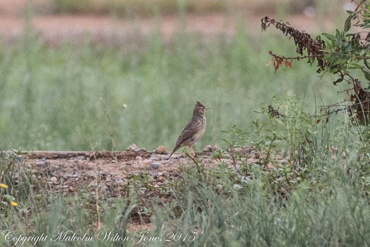 Thekla Lark; Cogujada Montesina