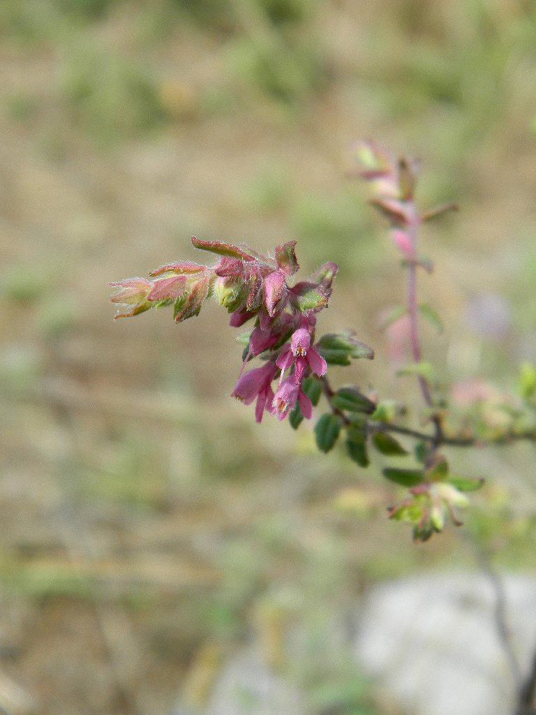 Red Odontites