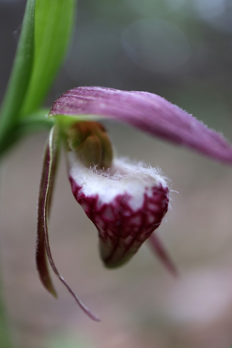 Ram's Head Lady's Slipper