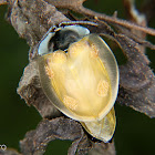 Metalic blue tortoise beetle