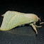 Forest Splendid Ghost Moth - Male