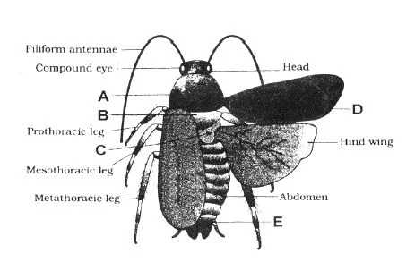 Cockroach- Morphology & Anatomy