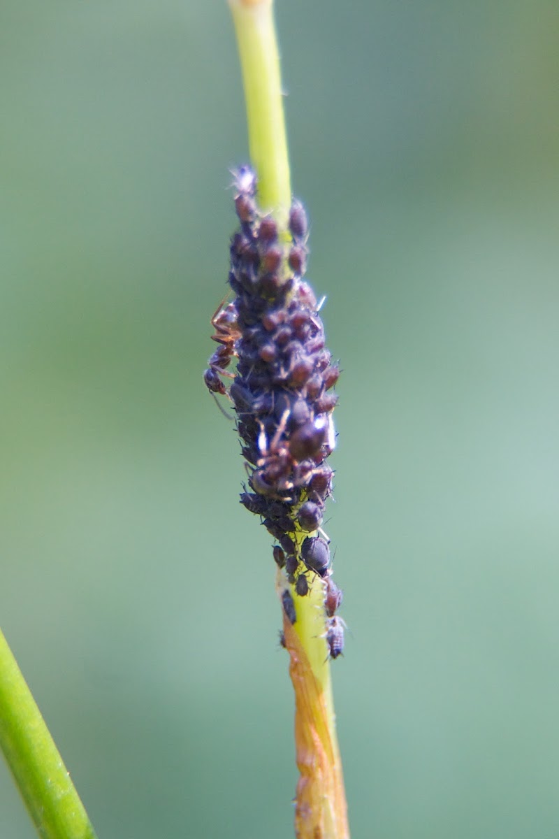 Black bean aphid (Blackfly) with ant 'farmer'