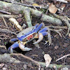 Blue land crab