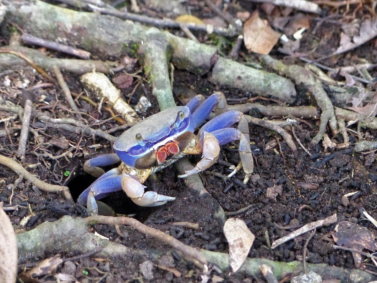 Blue land crab