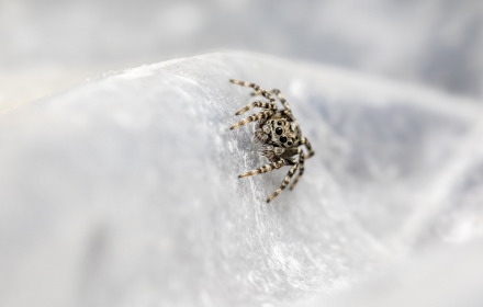 Spider crawling on rocks small promo image