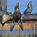 California Sea Lion