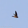 Edible Nest Swiftlet