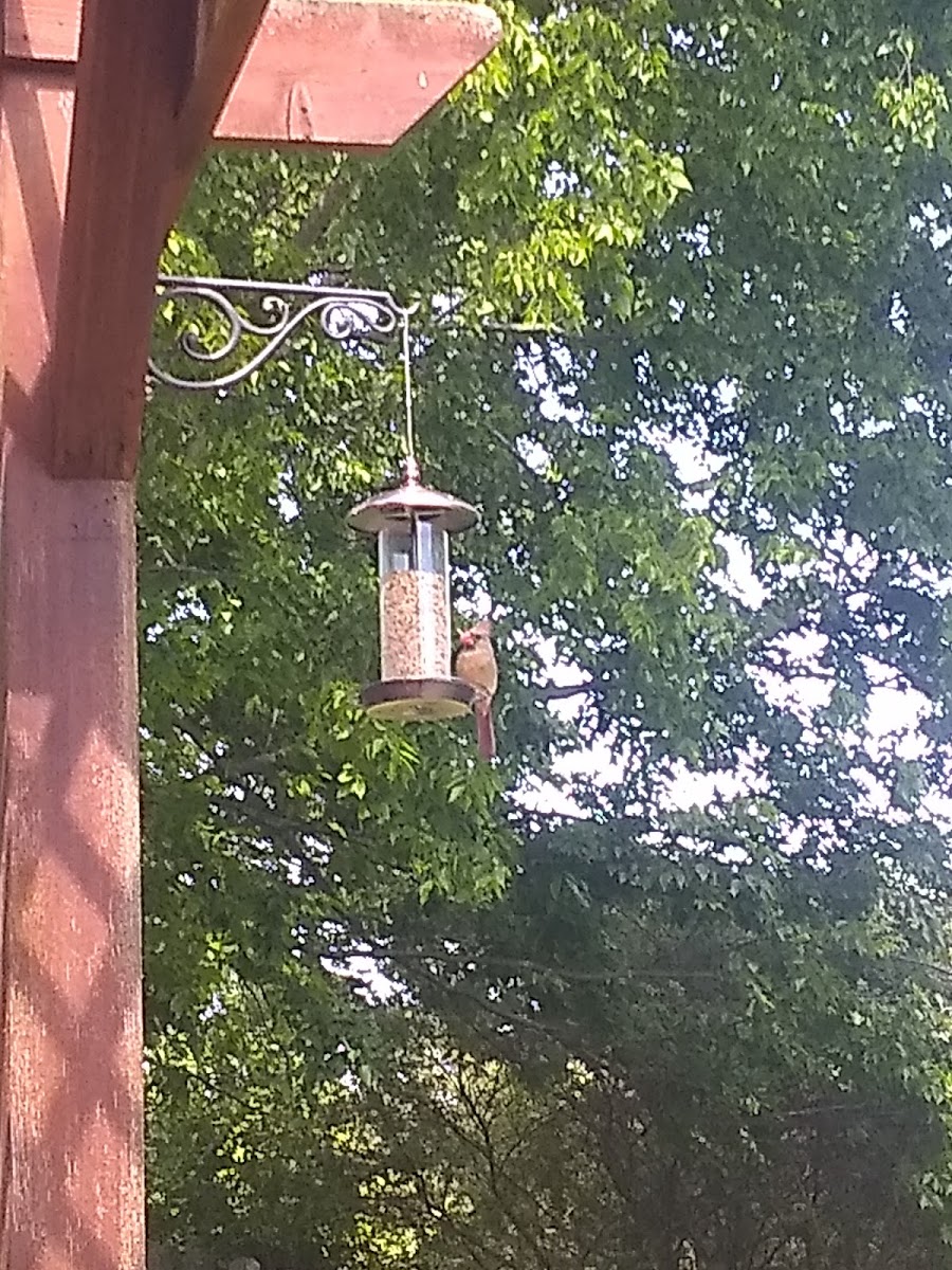 Northern Cardinal