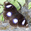 Great Eggfly