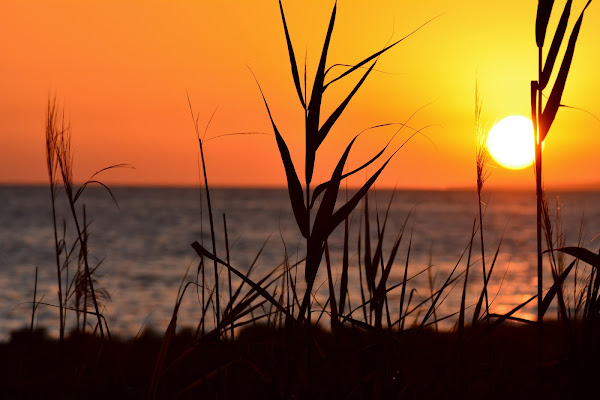 sunbicolor di GiorgiodemarchiPH