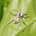 Jumping Spider