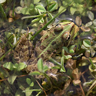 Marsh frog