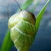 Quaking Grass