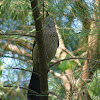 Brown babbler