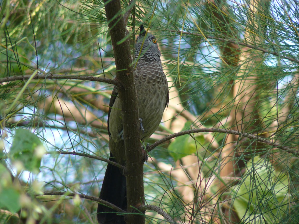 Brown babbler