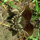 Spicebush Swallowtail