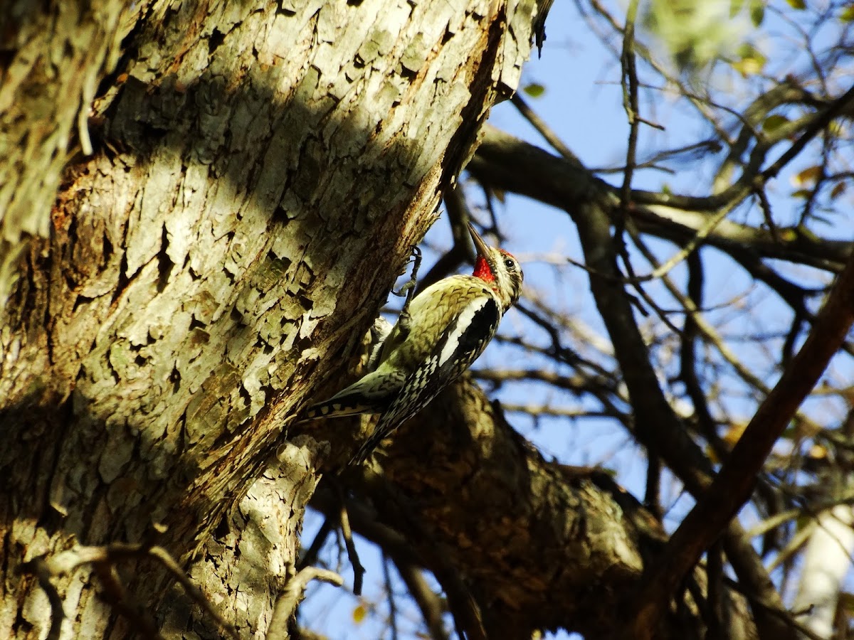 Yellow-bellied Sapsucker