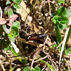 Carpenter Ant